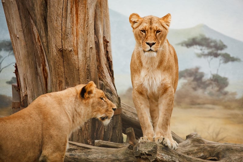 Historical Safaris