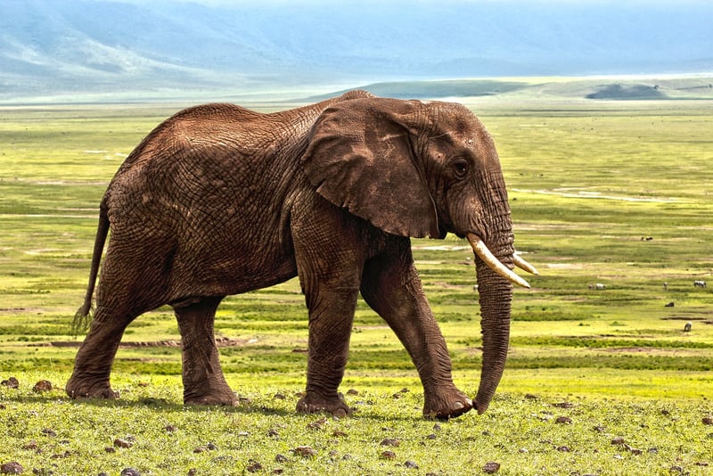 Elephants roaming in the wild